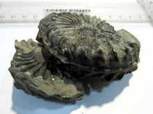 Laden Sie das Bild in den Galerie-Viewer, Ammonit Pleuroceras Geode mit Gegenstück + Pilgermuschel Buttenheim, Deutschland