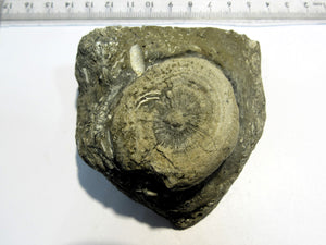 Schwamm und zahlreiche Schnecken fossil Hieflau Steiermark, Österreich