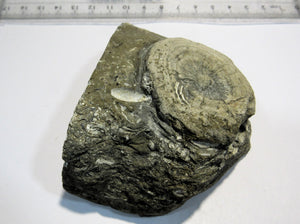 Schwamm und zahlreiche Schnecken fossil Hieflau Steiermark, Österreich