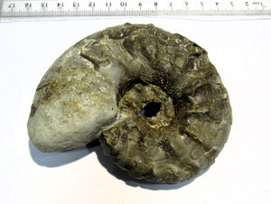 Ammonit Ceratites spinonsus Trias 10cm Bad Horn Meinberg Kreis Lippe, Deutschland