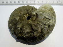 Laden Sie das Bild in den Galerie-Viewer, Ammonit Ceratites spinonsus Trias 10cm Bad Horn Meinberg Kreis Lippe, Deutschland