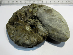 Ammonit Ceratites spinonsus Trias 10cm Bad Horn Meinberg Kreis Lippe, Deutschland