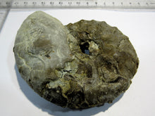 Laden Sie das Bild in den Galerie-Viewer, Ammonit Ceratites spinonsus Trias 10cm Bad Horn Meinberg Kreis Lippe, Deutschland