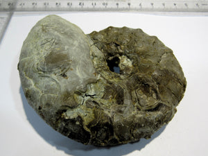 Ammonit Ceratites spinonsus Trias 10cm Bad Horn Meinberg Kreis Lippe, Deutschland