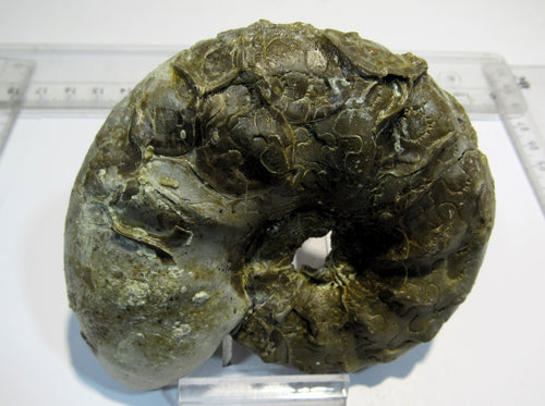 Ammonit Ceratites spinonsus Trias 10cm Bad Horn Meinberg Kreis Lippe, Deutschland