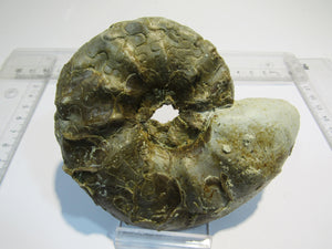 Ammonit Ceratites spinonsus Trias 10cm Bad Horn Meinberg Kreis Lippe, Deutschland