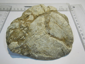 Schnecke Trochactaeon actaeoneus Schliff Oberkreide 850g Gams Russbach, Österreich