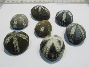 Seeigel fossil 7 Stk feine Echinocorys obliqua Kreide Flint Ostsee Rügen, Deutschland