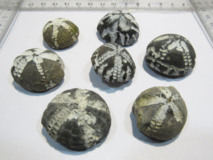 Seeigel fossil 7 Stk tolle Echinocorys obliqua Kreide Flint Ostsee Rügen, Deutschland