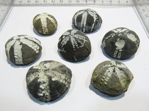 Seeigel fossil 7 Stk tolle Echinocorys obliqua Kreide Flint Ostsee Rügen, Deutschland