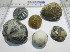 Seeigel fossil 6 Stk Echinocorys Kreide Flint Cap Blanc Nez Normandie, Frankreich