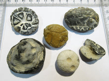 Laden Sie das Bild in den Galerie-Viewer, Seeigel fossil 6 Stk Echinocorys Kreide Flint Cap Blanc Nez Normandie, Frankreich