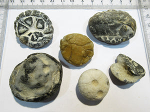 Seeigel fossil 6 Stk Echinocorys Kreide Flint Cap Blanc Nez Normandie, Frankreich