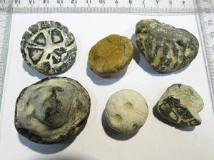 Seeigel fossil 6 Stk Echinocorys Kreide Flint Cap Blanc Nez Normandie, Frankreich