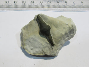 Pyrit Markasit Konkretion Fossil 3cm in Kreidestück Cap Blanc Nez, Frankreich