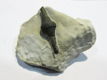 Laden Sie das Bild in den Galerie-Viewer, Pyrit Markasit Konkretion Fossil 3cm in Kreidestück Cap Blanc Nez, Frankreich