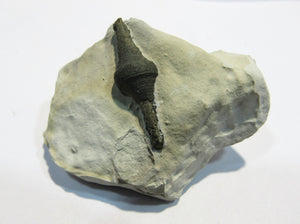 Pyrit Markasit Konkretion Fossil 3cm in Kreidestück Cap Blanc Nez, Frankreich