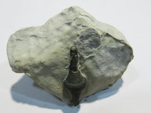 Laden Sie das Bild in den Galerie-Viewer, Pyrit Markasit Konkretion Fossil 3cm in Kreidestück Cap Blanc Nez, Frankreich