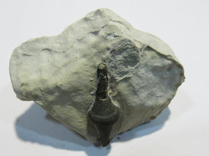 Pyrit Markasit Konkretion Fossil 3cm in Kreidestück Cap Blanc Nez, Frankreich