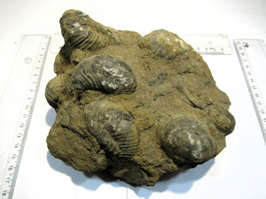 Muschel Gryphaea arcurata Dickmuscheln in Matrix Villers-sur-Mer Normandie, Frankreich