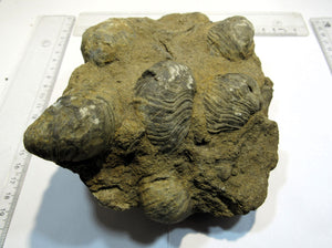 Muschel Gryphaea arcurata Dickmuscheln in Matrix Villers-sur-Mer Normandie, Frankreich