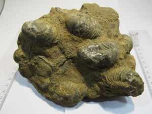 Muschel Gryphaea arcurata Dickmuscheln in Matrix Villers-sur-Mer Normandie, Frankreich