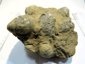 Muschel Gryphaea arcurata Dickmuscheln in Matrix Villers-sur-Mer Normandie, Frankreich