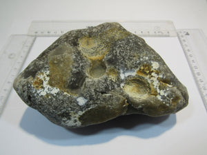 Klapperstein sehr laut Flint mit Schwamm sichtbar XL 15cm Kreide Normandie, Frankreich