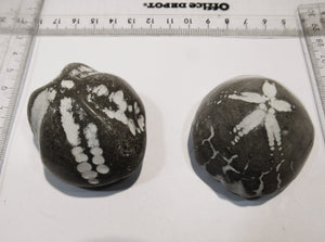 Seeigel fossil 2 große Echinocorys obliqua 5-6cm poliert Flint Ostsee Rügen, Deutschland