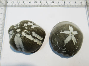 Seeigel fossil 2 große Echinocorys obliqua 5-6cm poliert Flint Ostsee Rügen, Deutschland