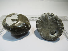 Laden Sie das Bild in den Galerie-Viewer, Seeigel fossil 2 große Echinocorys obliqua 5-6cm poliert Flint Ostsee Rügen, Deutschland