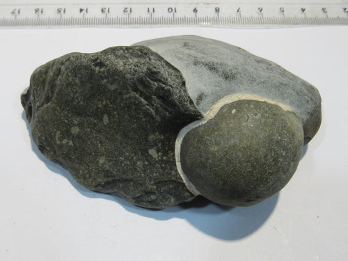 Seeigel Galerties globuloso 3,5cm im Feuerstein Flint Kreide Ruegen, Deutschland