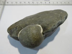 Seeigel Galerties globuloso 3,5cm im Feuerstein Flint Kreide Ruegen, Deutschland