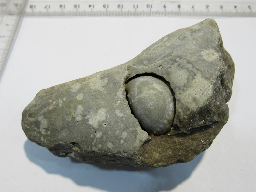 Seeigel Galerties globuloso 2,5cm im Feuerstein Flint Kreide Ruegen, Deutschland