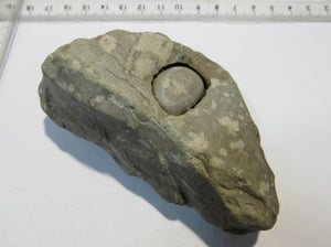 Seeigel Galerties globuloso 2,5cm im Feuerstein Flint Kreide Ruegen, Deutschland