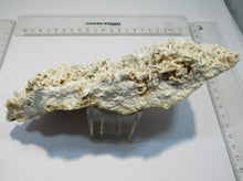Laden Sie das Bild in den Galerie-Viewer, Aragonit verästelte Eisenblüte Stufe 17cm Erzberg Steiermark, Österreich