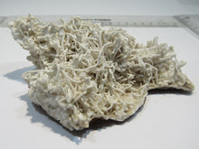 Laden Sie das Bild in den Galerie-Viewer, Aragonit verästelte Eisenblüte Spagetti 12cm Erzberg Steiermark, Österreich