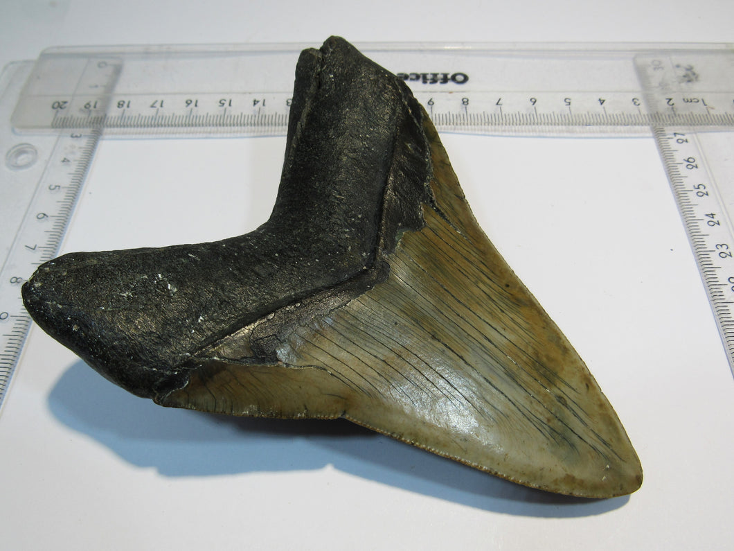 Megalodon riesen Haizahn top Erhaltung Neogen 12,2cm North Carolina, USA
