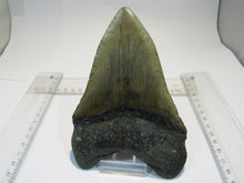 Laden Sie das Bild in den Galerie-Viewer, Megalodon Otodus riesen Haizahn top Erhaltung Neogen 14,5cm North Carolina, USA