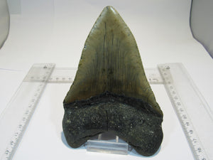 Megalodon Otodus riesen Haizahn top Erhaltung Neogen 14,5cm North Carolina, USA