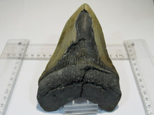 Laden Sie das Bild in den Galerie-Viewer, Megalodon Otodus riesen Haizahn top Erhaltung Neogen 14,5cm North Carolina, USA