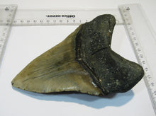 Laden Sie das Bild in den Galerie-Viewer, Megalodon Otodus riesen Haizahn top Erhaltung Neogen 14,5cm North Carolina, USA