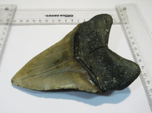 Megalodon Otodus riesen Haizahn top Erhaltung Neogen 14,5cm North Carolina, USA