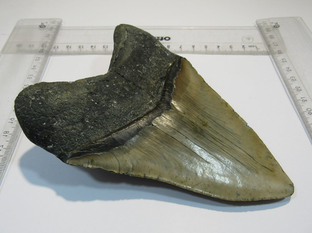 Megalodon Otodus riesen Haizahn top Erhaltung Neogen 14,5cm North Carolina, USA