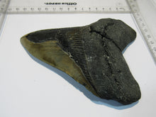 Laden Sie das Bild in den Galerie-Viewer, Megalodon Otodus riesen Haizahn top Erhaltung Neogen 14,5cm North Carolina, USA