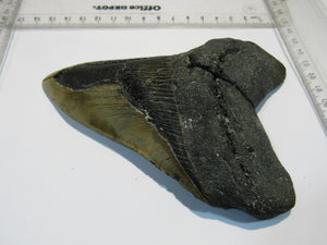 Megalodon Otodus riesen Haizahn top Erhaltung Neogen 14,5cm North Carolina, USA