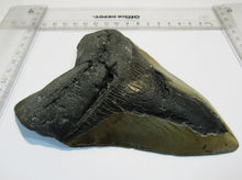 Laden Sie das Bild in den Galerie-Viewer, Megalodon Otodus riesen Haizahn top Erhaltung Neogen 14,5cm North Carolina, USA