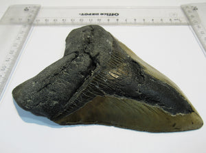 Megalodon Otodus riesen Haizahn top Erhaltung Neogen 14,5cm North Carolina, USA