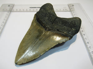 Megalodon Otodus riesen Haizahn top Erhaltung Neogen 14,5cm North Carolina, USA