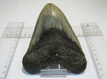 Laden Sie das Bild in den Galerie-Viewer, Megalodon riesen Haizahn gute Erhaltung Neogen 12,5cm North Carolina, USA